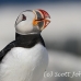 puffin_atlantic_msi_h_0877_can1906.jpg